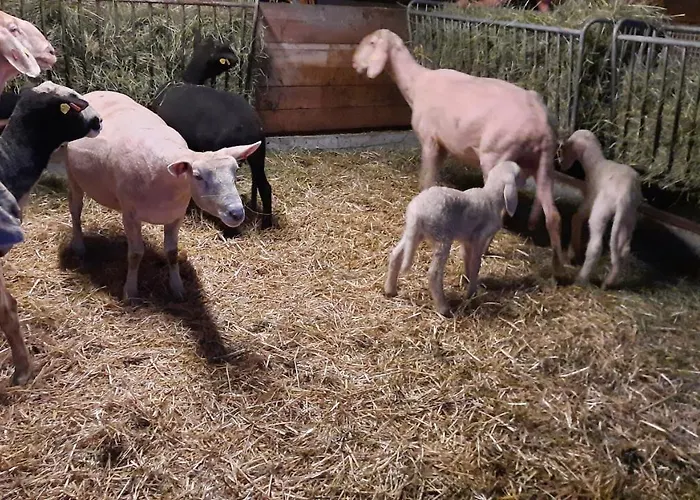 Tobias * 拉德施塔特